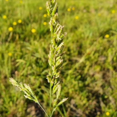 Festuca sp. (A Fescue) at Isaacs, ACT - 12 Apr 2021 by Mike