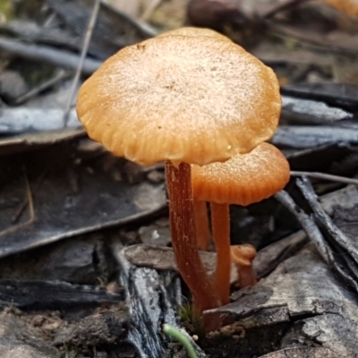 Unidentified Cap on a stem; gills below cap [mushrooms or mushroom-like] at Gundary, NSW - 12 Apr 2021 by trevorpreston