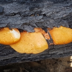 Unidentified Other fungi on wood at Gundary, NSW - 12 Apr 2021 by trevorpreston