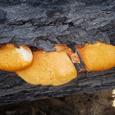 Unidentified Other fungi on wood at Pomaderris Nature Reserve - 12 Apr 2021 by tpreston