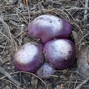 Cortinarius archeri s.l. at Gundary, NSW - 12 Apr 2021