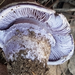 Cortinarius archeri s.l. at Gundary, NSW - 12 Apr 2021