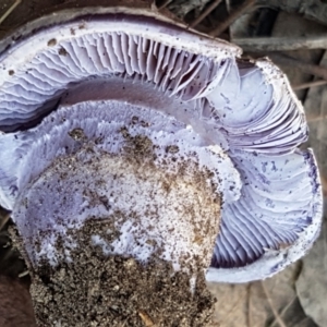 Cortinarius archeri s.l. at Gundary, NSW - 12 Apr 2021 11:37 AM