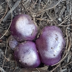 Cortinarius archeri s.l. at Gundary, NSW - 12 Apr 2021 11:37 AM