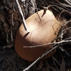 zz bolete at Goulburn Mulwaree Council - 12 Apr 2021 by trevorpreston