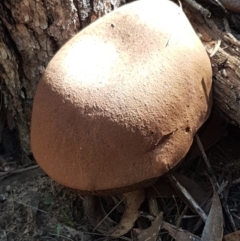 zz bolete at Gundary, NSW - 12 Apr 2021 11:35 AM