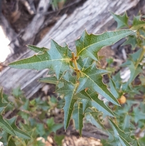 Podolobium ilicifolium at Gundary, NSW - 12 Apr 2021 11:30 AM