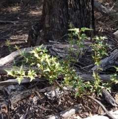 Podolobium ilicifolium at Gundary, NSW - 12 Apr 2021 11:30 AM