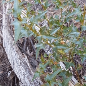 Podolobium ilicifolium at Gundary, NSW - 12 Apr 2021 11:30 AM