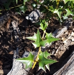 Podolobium ilicifolium at Gundary, NSW - 12 Apr 2021 11:30 AM