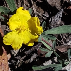 Hibbertia obtusifolia (Grey Guinea-flower) at Gundary, NSW - 12 Apr 2021 by trevorpreston