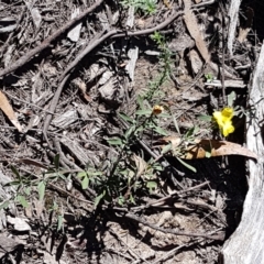 Hibbertia obtusifolia at Gundary, NSW - 12 Apr 2021
