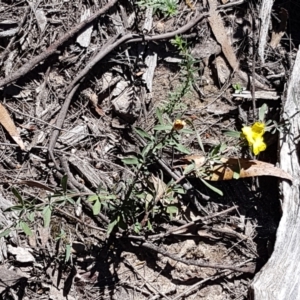 Hibbertia obtusifolia at Gundary, NSW - 12 Apr 2021 11:27 AM