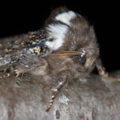 Oenosandra boisduvalii at Melba, ACT - 18 Mar 2021 12:41 PM