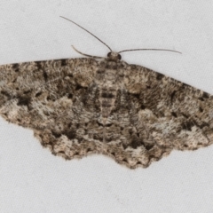 Unplaced externaria (Mahogany Bark Moth (formerly Hypomecis externaria)) at Melba, ACT - 18 Mar 2021 by Bron