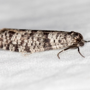 Lepidoscia adelopis, annosella and similar species at Melba, ACT - 18 Mar 2021