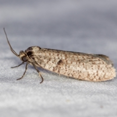 Trigonocyttara clandestina (Less-stick Case Moth) at Melba, ACT - 18 Mar 2021 by Bron