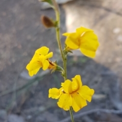 Goodenia bellidifolia subsp. bellidifolia (Daisy Goodenia) at Goulburn Mulwaree Council - 12 Apr 2021 by trevorpreston