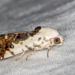 Acontia nivipicta (Acontia nivipicta) at Melba, ACT - 18 Mar 2021 by Bron