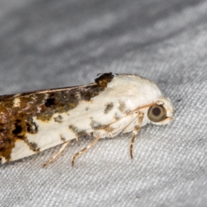 Acontia nivipicta at Melba, ACT - 18 Mar 2021