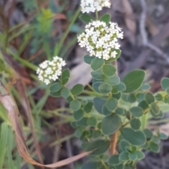 Platysace lanceolata (Shrubby Platysace) at Pomaderris Nature Reserve - 12 Apr 2021 by tpreston