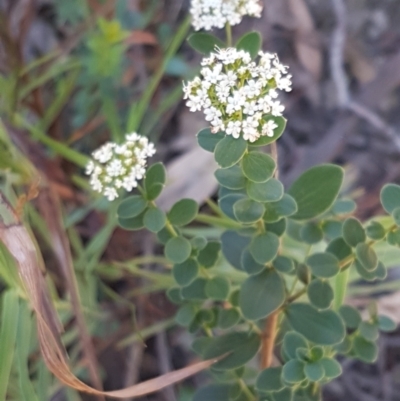 Platysace lanceolata (Shrubby Platysace) at Goulburn Mulwaree Council - 12 Apr 2021 by trevorpreston