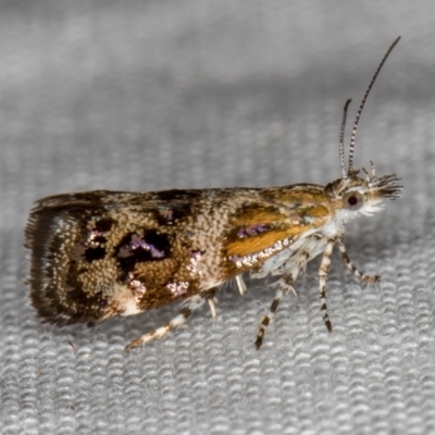 Tebenna micalis (Small Thistle Moth) at Melba, ACT - 18 Mar 2021 by Bron