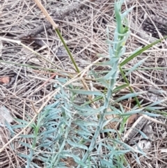 Lomandra obliqua (Twisted Matrush) at Goulburn Mulwaree Council - 12 Apr 2021 by trevorpreston