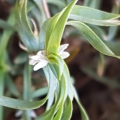 Lomandra obliqua at Gundary, NSW - 12 Apr 2021