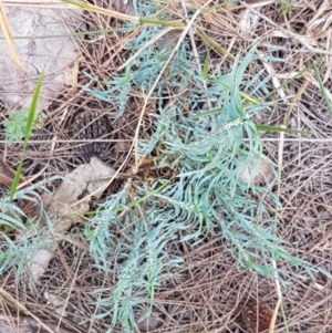 Lomandra obliqua at Gundary, NSW - 12 Apr 2021