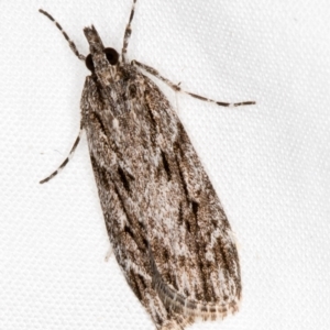 Scoparia (genus) at Melba, ACT - 18 Mar 2021