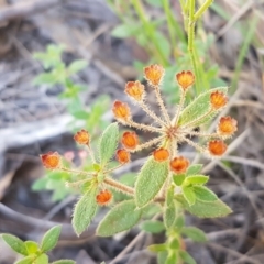 Pomax umbellata (A Pomax) at Goulburn Mulwaree Council - 12 Apr 2021 by trevorpreston