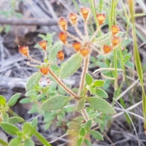 Pomax umbellata at Gundary, NSW - 12 Apr 2021