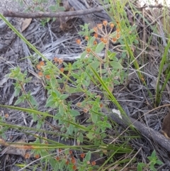 Pomax umbellata at Gundary, NSW - 12 Apr 2021