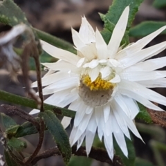 Helichrysum leucopsideum (Satin Everlasting) at Goulburn Mulwaree Council - 12 Apr 2021 by trevorpreston