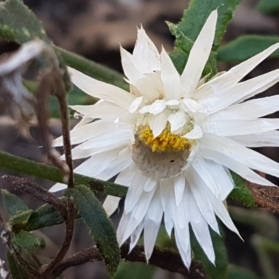 Helichrysum leucopsideum (Satin Everlasting) at Goulburn Mulwaree Council - 12 Apr 2021 by trevorpreston