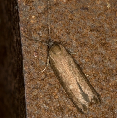 Gelechioidea (superfamily) (Unidentified Gelechioid moth) at Melba, ACT - 18 Mar 2021 by Bron