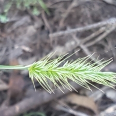 Echinopogon sp. (Hedgehog Grass) at Gundary, NSW - 12 Apr 2021 by trevorpreston