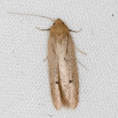 Platoloncha psamathina (Chezela Group) at Melba, ACT - 18 Mar 2021 by Bron