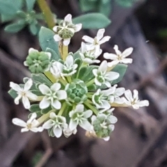 Poranthera microphylla (Small Poranthera) at Goulburn Mulwaree Council - 12 Apr 2021 by trevorpreston