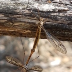 Ptilogyna sp. (genus) (A crane fly) at Pomaderris Nature Reserve - 12 Apr 2021 by tpreston