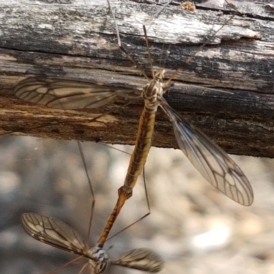 Ptilogyna sp. (genus) (A crane fly) at Pomaderris Nature Reserve - 12 Apr 2021 by tpreston