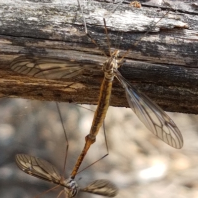 Ptilogyna sp. (genus) (A crane fly) at Gundary, NSW - 12 Apr 2021 by trevorpreston