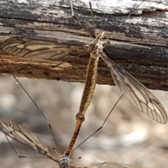 Ptilogyna sp. (genus) at Gundary, NSW - 12 Apr 2021