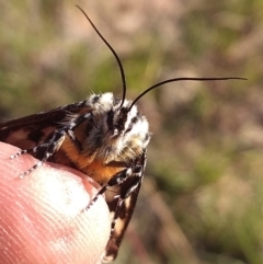 Apina callisto (Pasture Day Moth) at Farrer Ridge - 12 Apr 2021 by Greggy