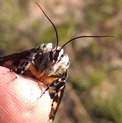 Apina callisto (Pasture Day Moth) at Tuggeranong DC, ACT - 12 Apr 2021 by Greggy