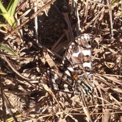 Apina callisto at Tuggeranong DC, ACT - 12 Apr 2021 03:00 PM