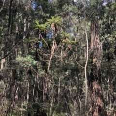 Bedfordia arborescens (Blanket Bush) at Uriarra, NSW - 12 Apr 2021 by Sarah2019