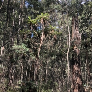 Bedfordia arborescens at Uriarra, NSW - 12 Apr 2021