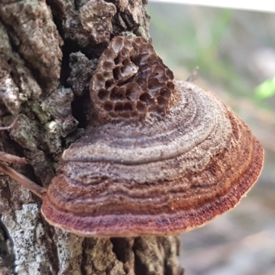 Phaeotrametes decipiens (A Polypore) at Gundary, NSW - 12 Apr 2021 by tpreston